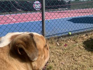 Renta de Cancha de Tenis - Tennis Life Tepepan