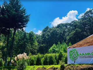 Renta de Arbol de Navidad CDMX en Maceta 2, 2.5 y 3 metros - Navidad Sustentable con AAAMAC 2025