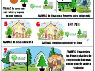 Renta de Arbol de Navidad CDMX en Maceta 2, 2.5 y 3 metros - Navidad Sustentable con AAAMAC 2025