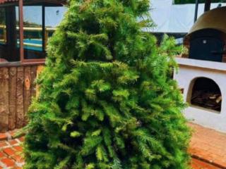 Renta de Arbol de Navidad CDMX en Maceta 2, 2.5 y 3 metros - Navidad Sustentable con AAAMAC 2025