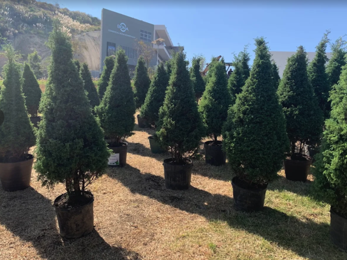 Renta de Arbol de Navidad CDMX en Maceta 2, 2.5 y 3 metros - Navidad Sustentable con AAAMAC 2025